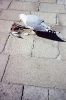 124_000036cr-web.jpg